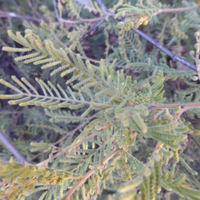 Acacia cardiophylla (Wyalong Wattle) at Farrer, ACT - 20 Jun 2018 by Mike