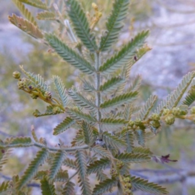 Acacia baileyana x Acacia dealbata (Cootamundra Wattle x Silver Wattle (Hybrid)) at Farrer Ridge - 20 Jun 2018 by Mike