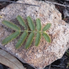 Acacia baileyana x Acacia dealbata at Farrer, ACT - 20 Jun 2018