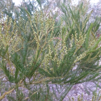 Acacia decurrens (Green Wattle) at Farrer, ACT - 20 Jun 2018 by Mike