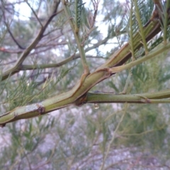 Acacia decurrens at Farrer, ACT - 20 Jun 2018