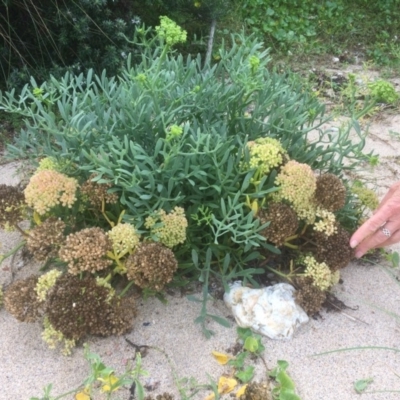 Crithmum maritimum (Rock samphire) at Undefined - 24 Mar 2018 by CeciliaM