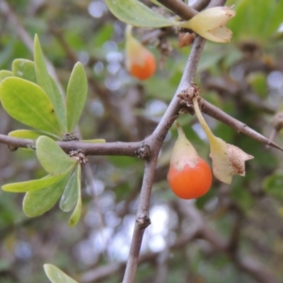 Lycium ferocissimum (African Boxthorn) at Campbell, ACT - 28 May 2018 by michaelb