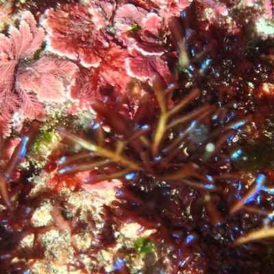Unverified Marine Alga & Seaweed at Batemans Marine Park - 27 Mar 2018 by RoyandJenny