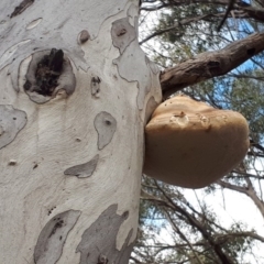 Laetiporus portentosus (White Punk) at Deakin, ACT - 20 Jun 2018 by purple66