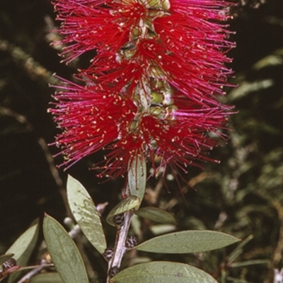 Callistemon citrinus (Crimson Bottlebrush) at Booderee National Park1 - 24 Oct 1996 by BettyDonWood