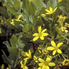 Chrysanthemoides monilifera subsp. rotundata (Bitou Bush) at Booderee National Park1 - 26 Apr 1996 by BettyDonWood