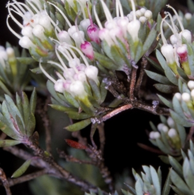 Darwinia camptostylis (Clustered Darwinia) at Jervis Bay, JBT - 12 Aug 1996 by BettyDonWood