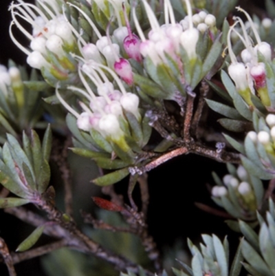 Darwinia camptostylis (Clustered Darwinia) at Jervis Bay, JBT - 11 Aug 1996 by BettyDonWood