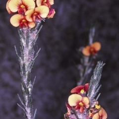 Dillwynia sericea (Egg And Bacon Peas) at Booderee National Park1 - 11 Aug 1996 by BettyDonWood