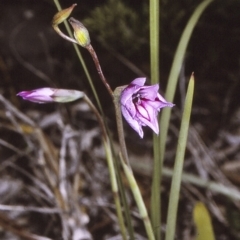 Gladiolus gueinzii (Beach Gladiolus) at Booderee National Park1 - 26 Nov 1996 by BettyDonWood