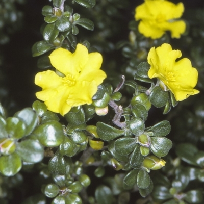 Hibbertia diffusa (Wedge Guinea Flower) at Booderee National Park1 - 12 Aug 1996 by BettyDonWood