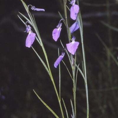 Pigea vernonii subsp. vernonii (Erect Violet) at Booderee National Park1 - 11 Aug 1996 by BettyDonWood