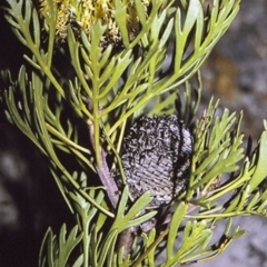 Isopogon anemonifolius (Common Drumsticks) at Jervis Bay, JBT - 26 Apr 1996 by BettyDonWood