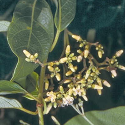 Parsonsia straminea (Common Silkpod) at Booderee National Park1 - 17 Mar 1997 by BettyDonWood