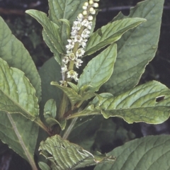 Phytolacca octandra (Inkweed) at Booderee National Park1 - 25 Nov 1996 by BettyDonWood