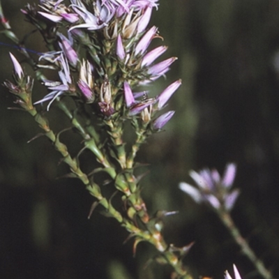 Sprengelia incarnata (Pink Swamp-heath) at Booderee National Park1 - 26 Apr 1996 by BettyDonWood