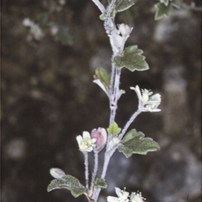 Xanthosia pilosa (Woolly Xanthosia) at Booderee National Park1 - 12 Aug 1998 by BettyDonWood
