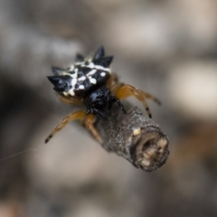 Austracantha minax (Christmas Spider, Jewel Spider) at Michelago, NSW - 26 Dec 2017 by Illilanga