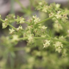 Galium gaudichaudii subsp. gaudichaudii (Rough Bedstraw) at Michelago, NSW - 30 Oct 2016 by Illilanga