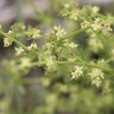 Galium gaudichaudii subsp. gaudichaudii (Rough Bedstraw) at Michelago, NSW - 30 Oct 2016 by Illilanga