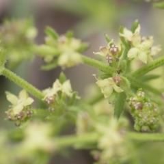 Galium gaudichaudii subsp. gaudichaudii at Michelago, NSW - 30 Oct 2016 11:19 AM