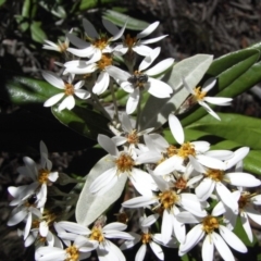 Olearia megalophylla (Large-leaf Daisy-bush) at Mount Clear, ACT - 30 Nov 2008 by Illilanga