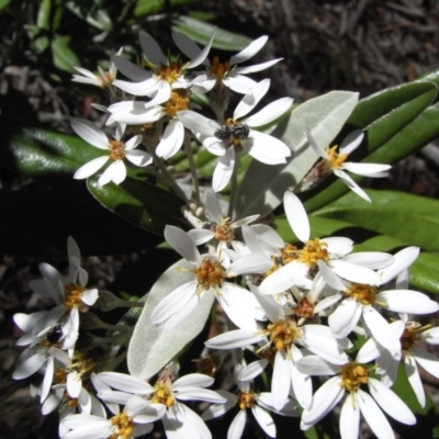 Olearia megalophylla (Large-leaf Daisy-bush) at Mount Clear, ACT - 30 Nov 2008 by Illilanga