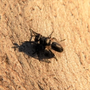 Platystomatidae (family) at Cook, ACT - 26 Apr 2018