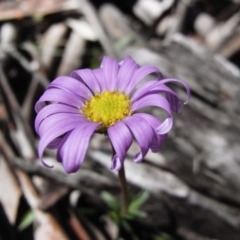 Calotis scabiosifolia var. integrifolia (Rough Burr-daisy) at Mount Clear, ACT - 30 Nov 2008 by Illilanga