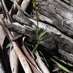 Calotis scabiosifolia var. integrifolia at Namadgi National Park - 30 Nov 2008