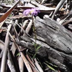 Calotis scabiosifolia var. integrifolia at Namadgi National Park - 30 Nov 2008