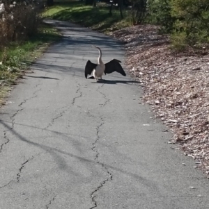 Anhinga novaehollandiae at Acton, ACT - 20 Jun 2018