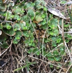 Lunularia cruciata (A thallose liverwort) at Acton, ACT - 20 Jun 2018 by RWPurdie