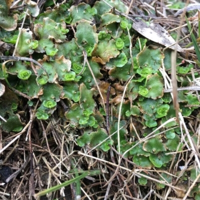 Lunularia cruciata (A thallose liverwort) at Point 5438 - 20 Jun 2018 by RWPurdie