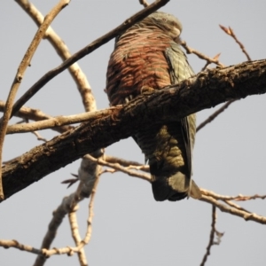 Callocephalon fimbriatum at Acton, ACT - 21 Jun 2018