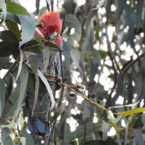 Callocephalon fimbriatum at Acton, ACT - 21 Jun 2018