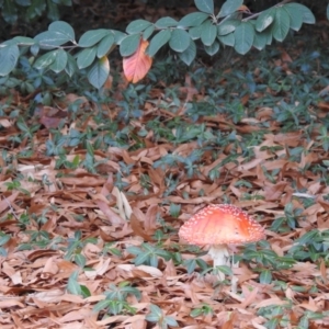 Amanita muscaria at Acton, ACT - 21 Jun 2018