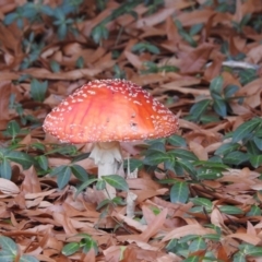 Amanita muscaria at Acton, ACT - 21 Jun 2018 01:13 AM