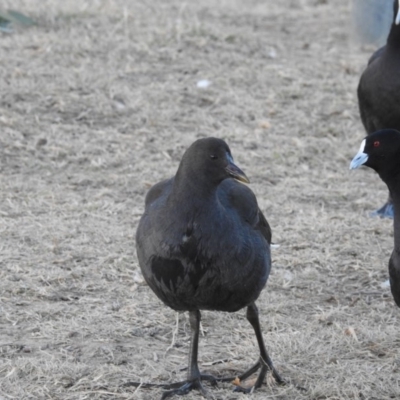 Gallinula tenebrosa (Dusky Moorhen) at Australian National University - 31 May 2018 by CorinPennock