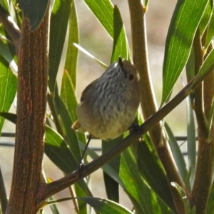 Acanthiza pusilla at Paddys River, ACT - 20 Jun 2018