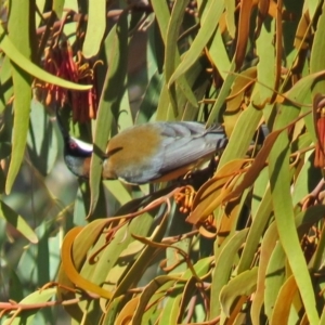 Acanthorhynchus tenuirostris at Tharwa, ACT - 20 Jun 2018