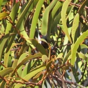 Acanthorhynchus tenuirostris at Tharwa, ACT - 20 Jun 2018