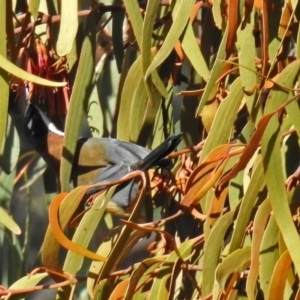 Acanthorhynchus tenuirostris at Tharwa, ACT - 20 Jun 2018