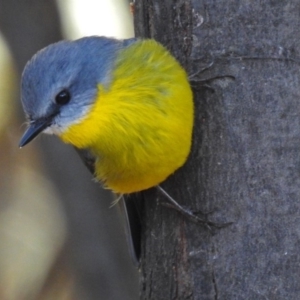 Eopsaltria australis at Paddys River, ACT - 20 Jun 2018