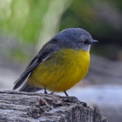 Eopsaltria australis at Paddys River, ACT - 20 Jun 2018