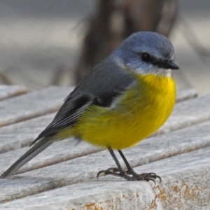 Eopsaltria australis at Paddys River, ACT - 20 Jun 2018