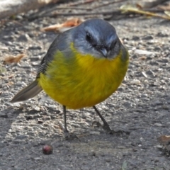 Eopsaltria australis at Paddys River, ACT - 20 Jun 2018 02:47 PM