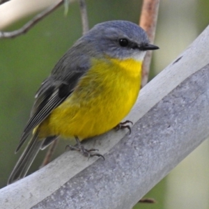 Eopsaltria australis at Paddys River, ACT - 20 Jun 2018