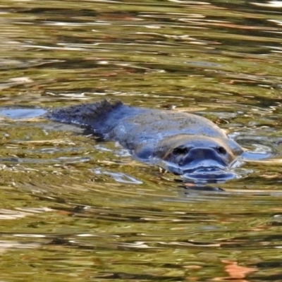 Ornithorhynchus anatinus (Platypus) at Tidbinbilla Nature Reserve - 20 Jun 2018 by RodDeb